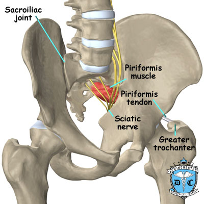 Illustration of piriformis muscle.
